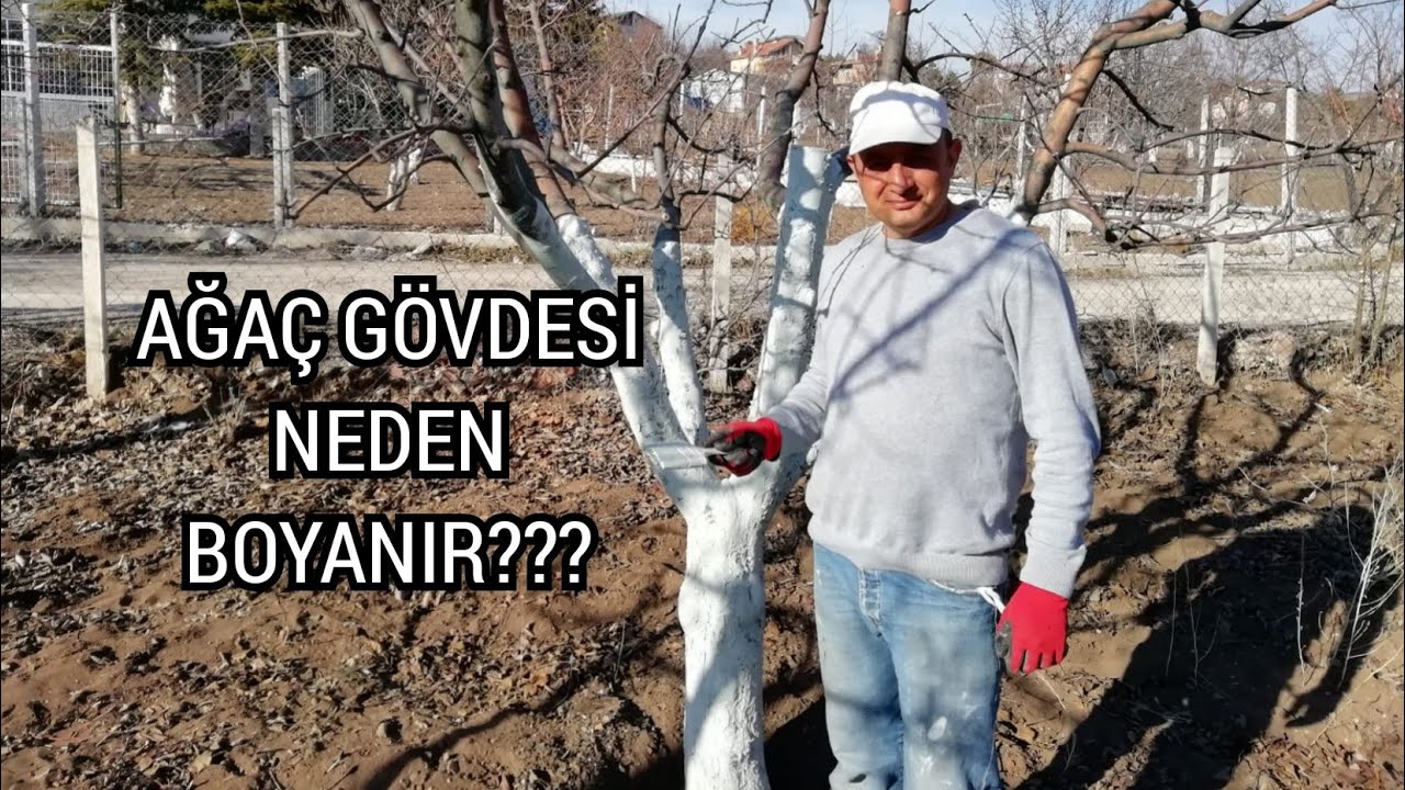 AĞAÇ GÖVDESİ NEDEN BOYANIR?