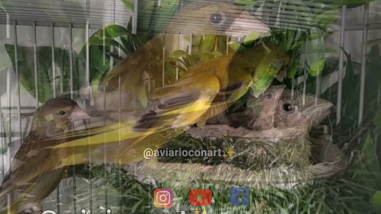 cría del verderón común en cautividad jaulón de 60 cm