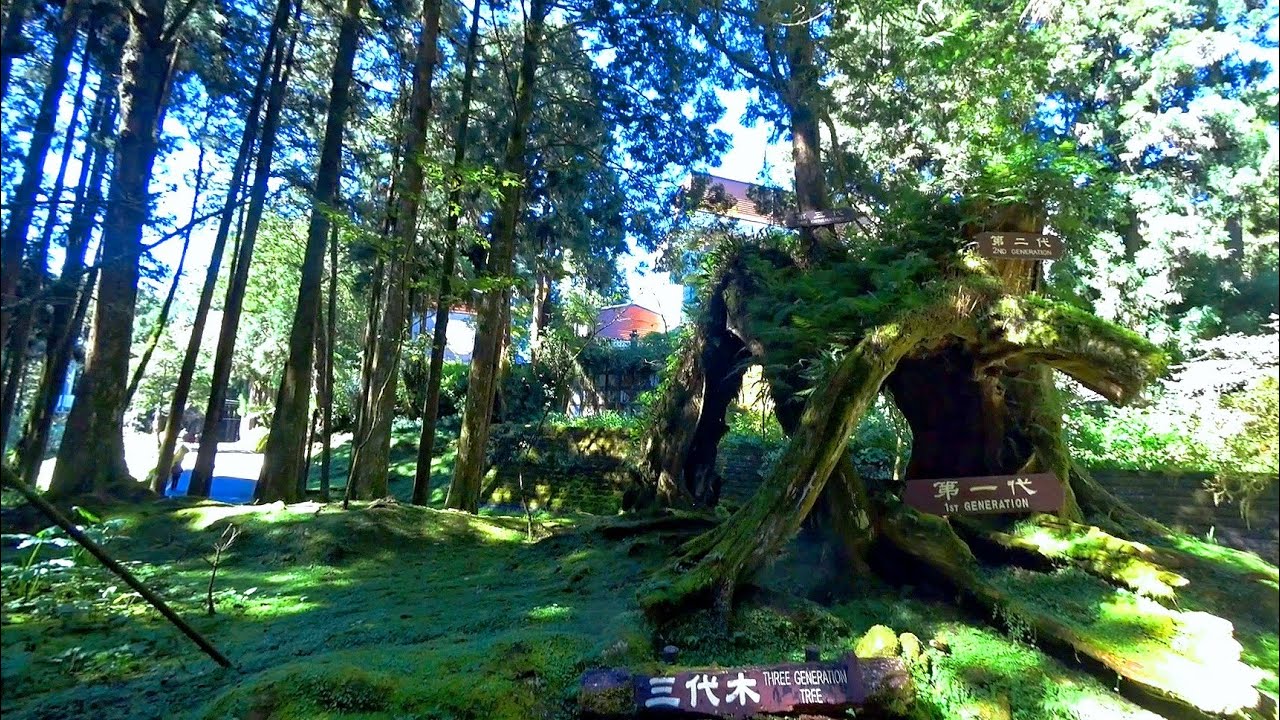 嘉義阿里山森林遊樂區23/37三代木 Three generations of wood, Chiayi Alishan Forest Recreation Area (Taiwan)