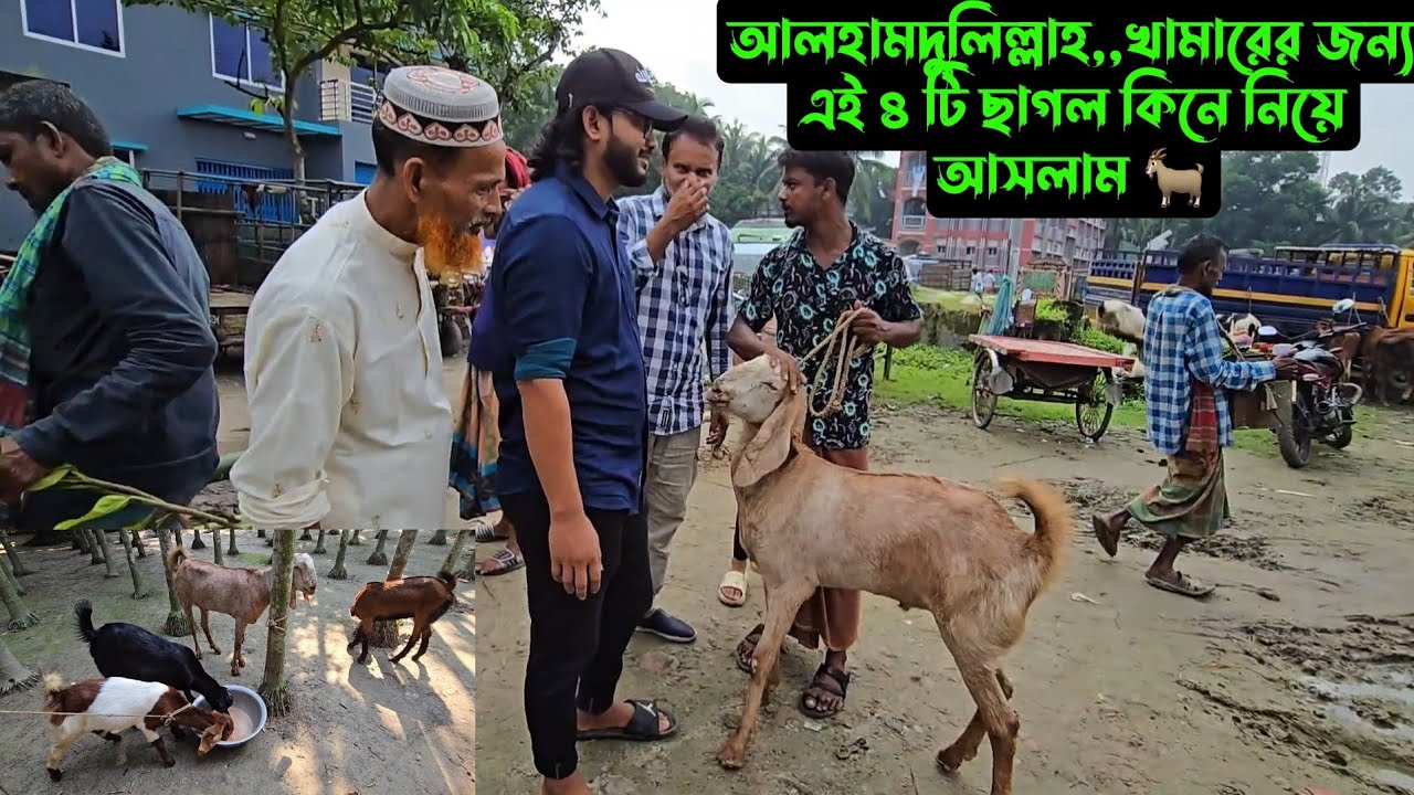 আলহামদুলিল্লাহ,,খামারের জন্য এই ৪ টি ছাগল কিনে নিয়ে আসলাম 🐐