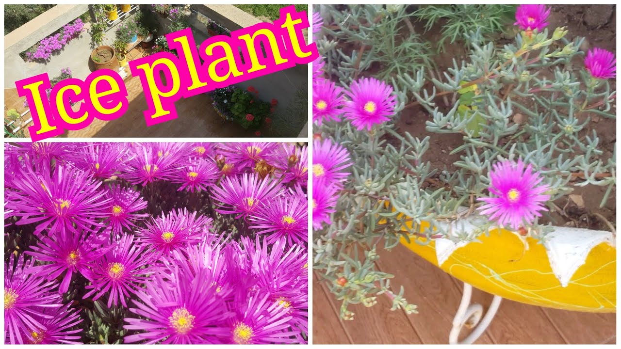 Ice plant/The beauty of spring
