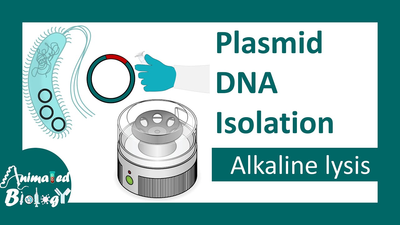 Plasmid DNA isolation | Alkaline lysis method | molecular biology