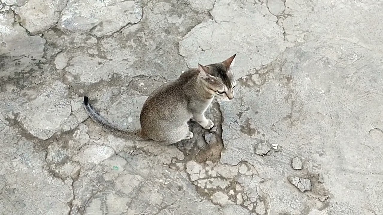 Cat Voice ll Cat Meow Sound ll Baby Kitten 