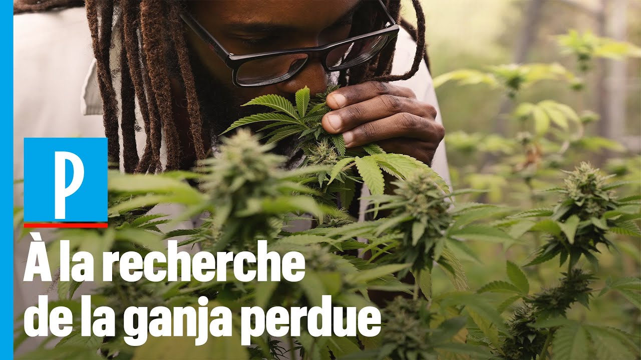 Jama&iuml;que : un scientifique ressuscite le cannabis des rastas