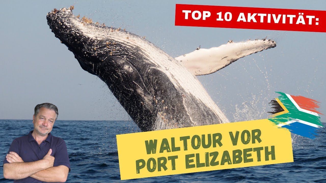 Südafrika: Wale vor Port Elizabeth. Top 10 Aktivität