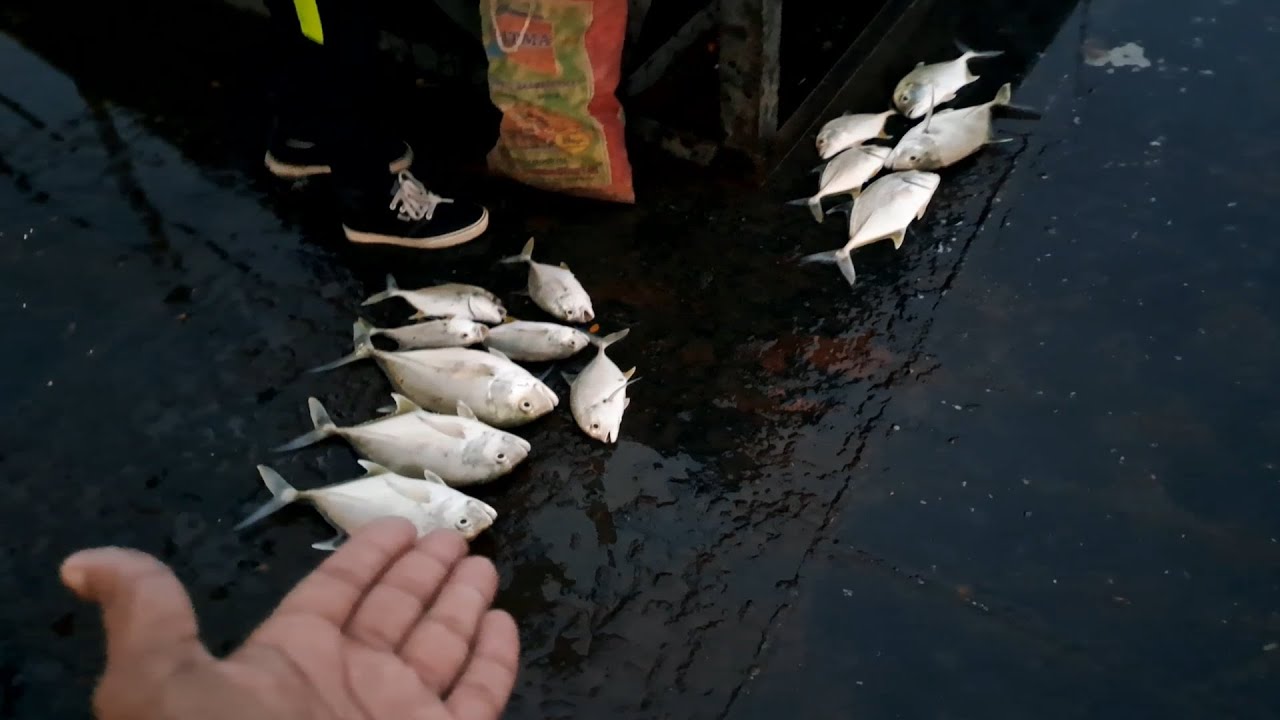 Jetty Fishing in Mombasa during a storm. ( Big Catch, 16 Big Trevally almost 10kgs of fish )