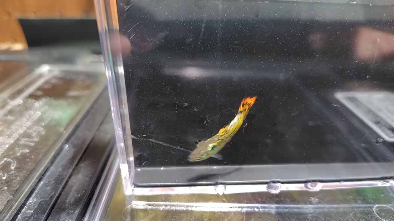 グッピー飼育日記　20250730 外国産グッピーも選別していけば綺麗に整うようです