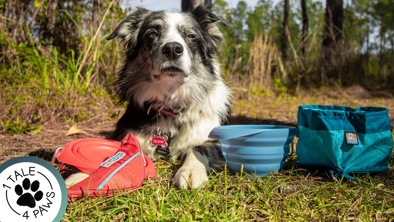 Dog Travel Bowl Review