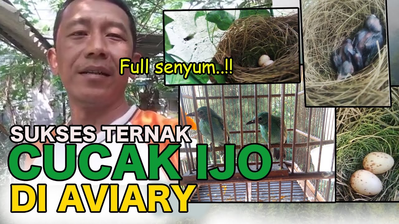 SUKSES TERNaK CUC4K IJO DI AVIARY, FULL SENYUM...BERANAK TERUS !! SANGAT INSPIRATIF