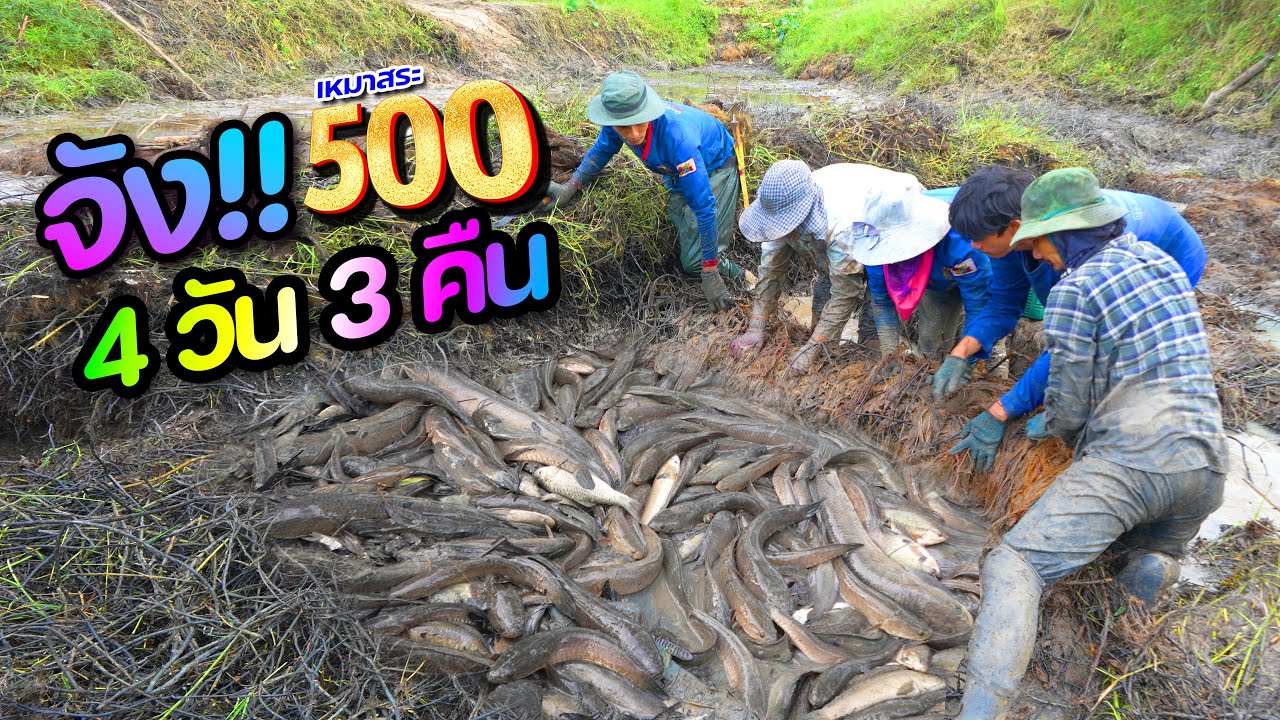 งานหิน!! เหมาสระ 500 บาท 4 วัน 3 คืน จะคุ้มไหมพี่น้อง ต้องลุ้นละ l เหมาสระปี67 l Ep.06