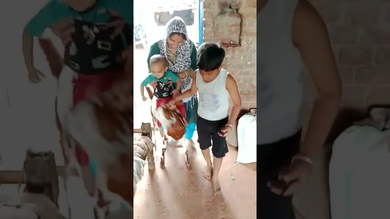 bakra riding🤣 #parassinghvlogs #masti #funny