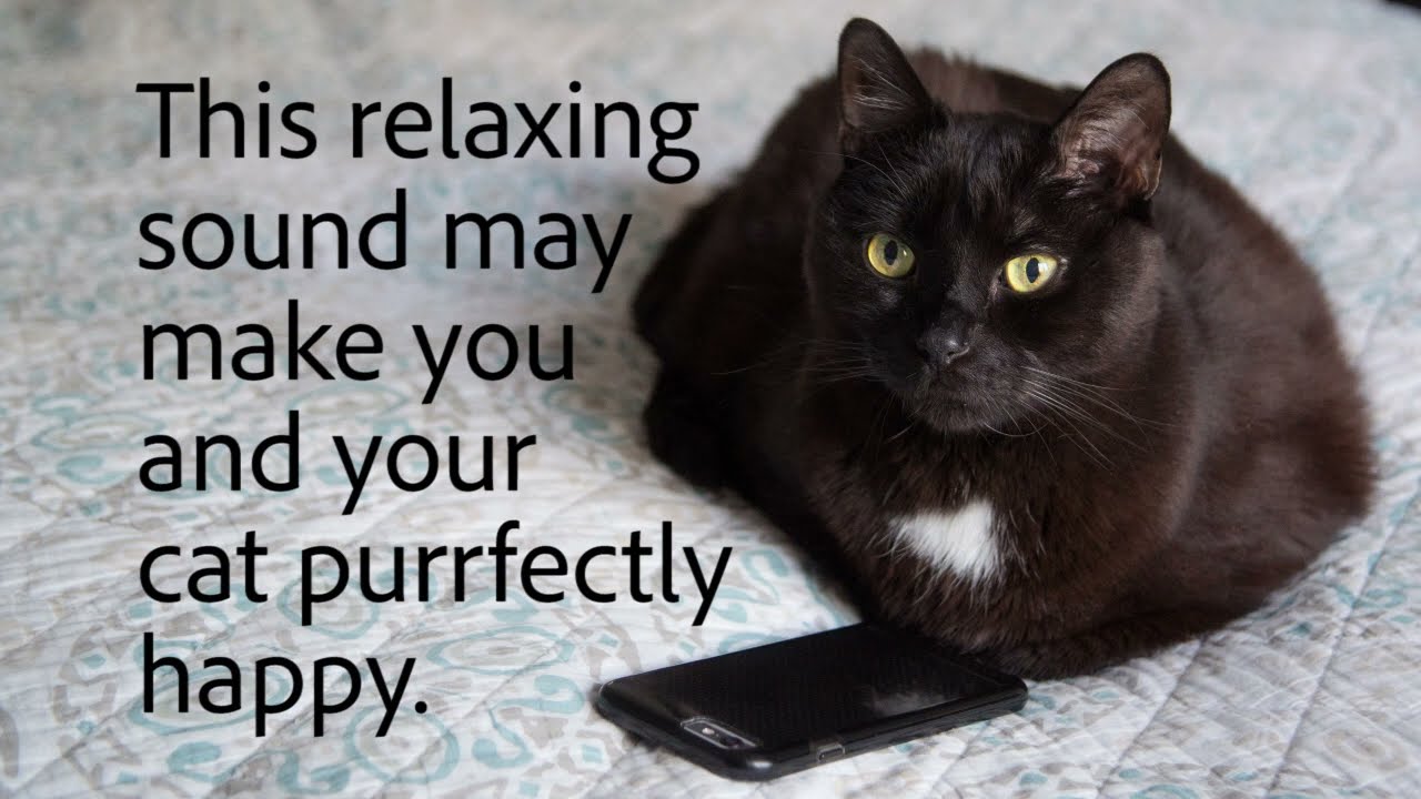 10 Hours of Cat Purring - The purrfect Sound for you and your cat to relax to! #sleep #relax #purr
