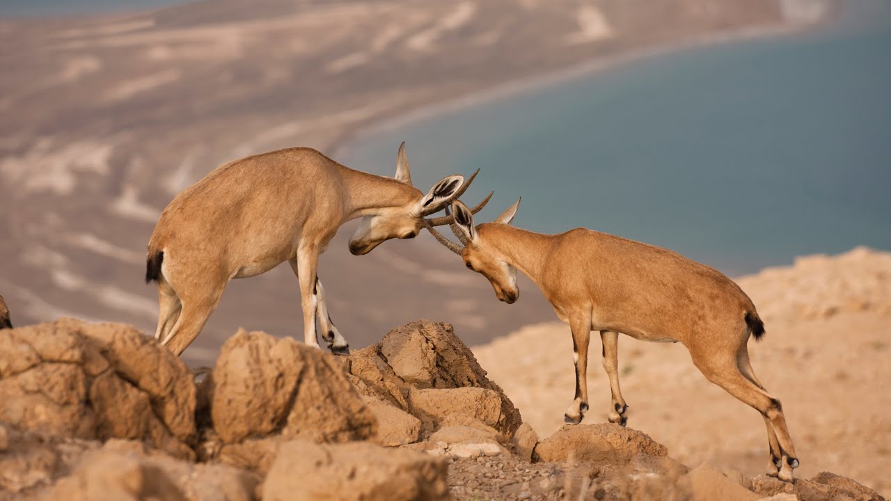 A Herd of Nubian Ibexes Climbing the Dead Sea Cliffs | 4K Drone Video