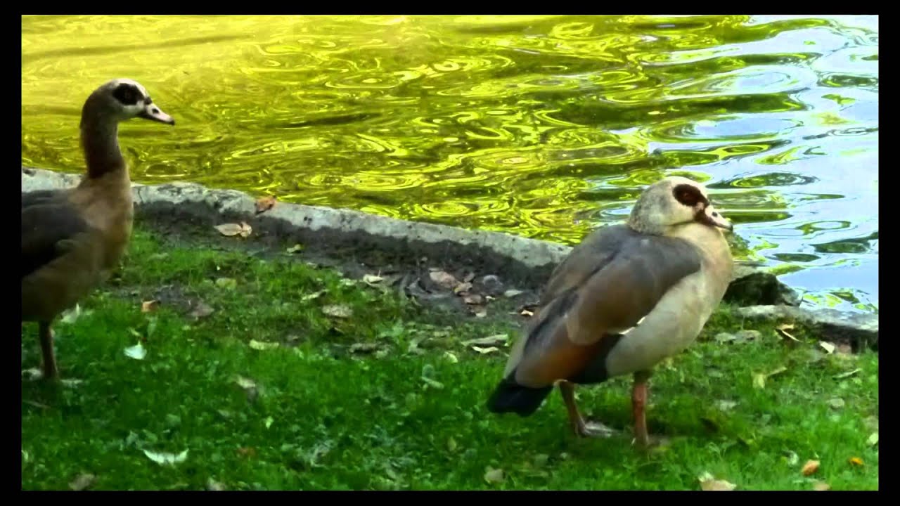 2011-10-02_Molenbeek-Nature event-Natuurfeest-F&ecirc;te de la nature