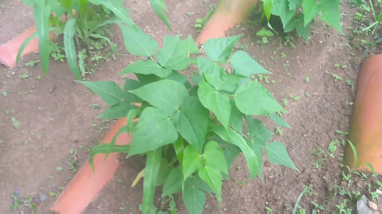 OS BENEFÍCIOS DE PLANTAR #MILHO E #FEIJÃO JUNTOS... NOSSA PEQUENA #ROÇA... #JAQUEIRA CARREGADA.