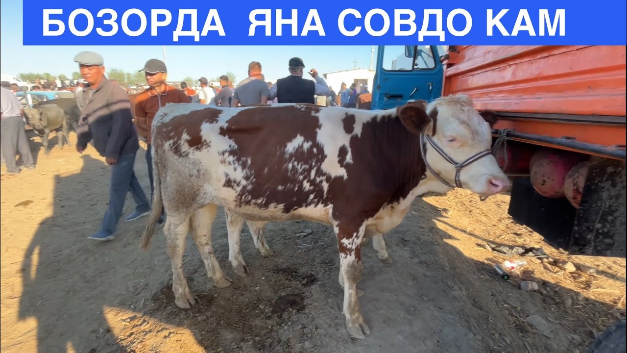 БОКМО ВА КИЧИК УКИЗЛАР НАРХИ ШОВОТ ПИР БОЗОРИ 6 АВГУСТЬ 2025