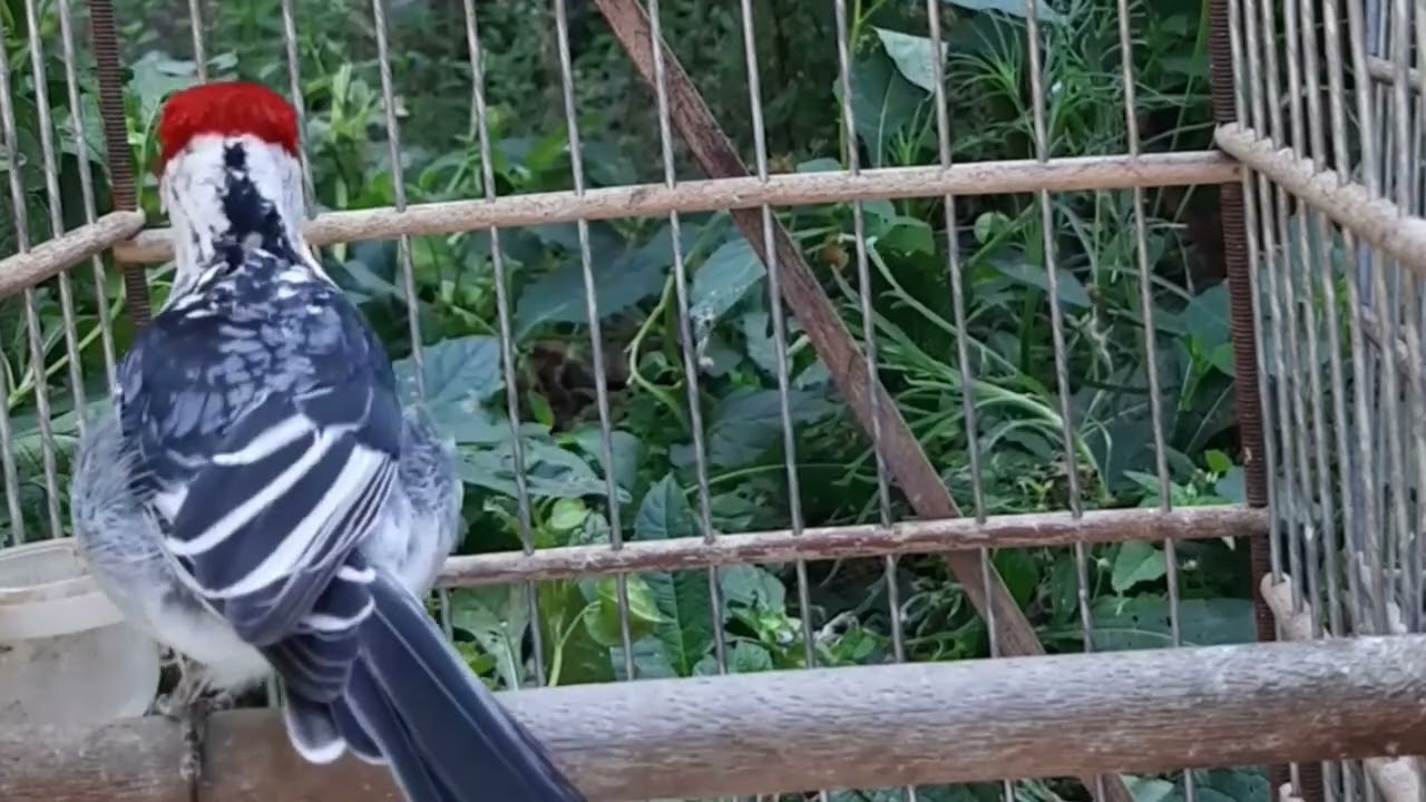 galo de Campina frio vai foguear muito com esse galo fogueando pra foguear o seu