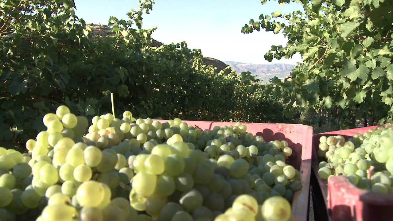 Zacharioudakis Wine
