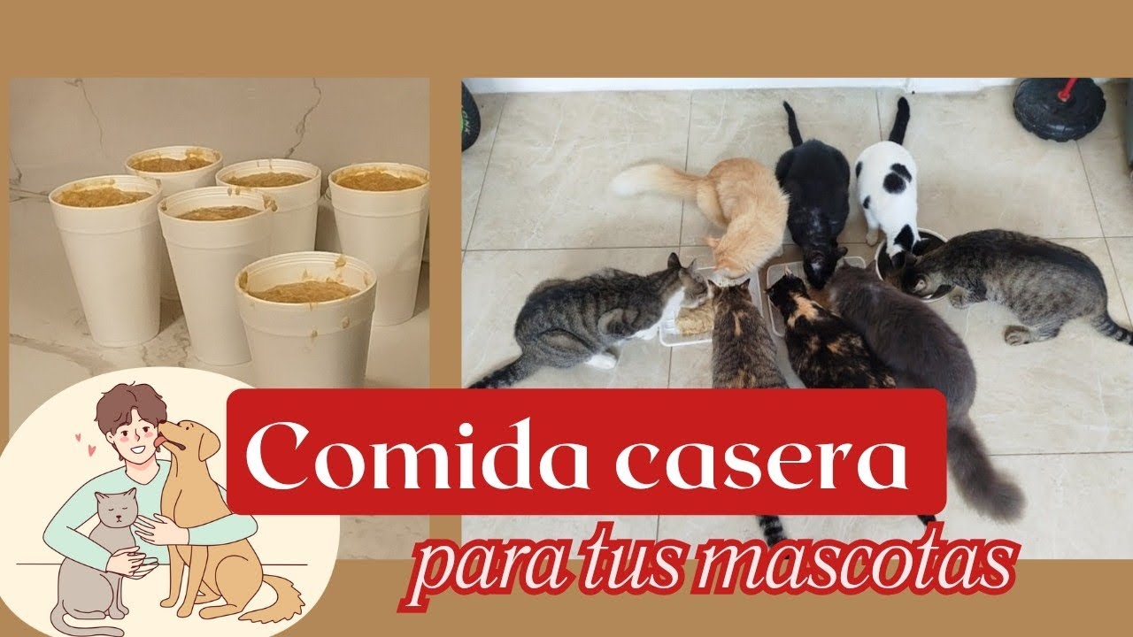 Una receta saludable para perros y gatos ¡Ideal para su bienestar!Económica, rápida y fácil de hacer