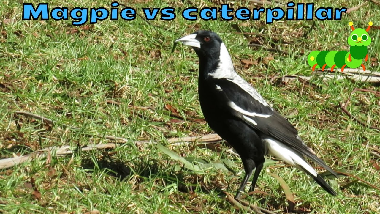 Magpie with a green caterpillar