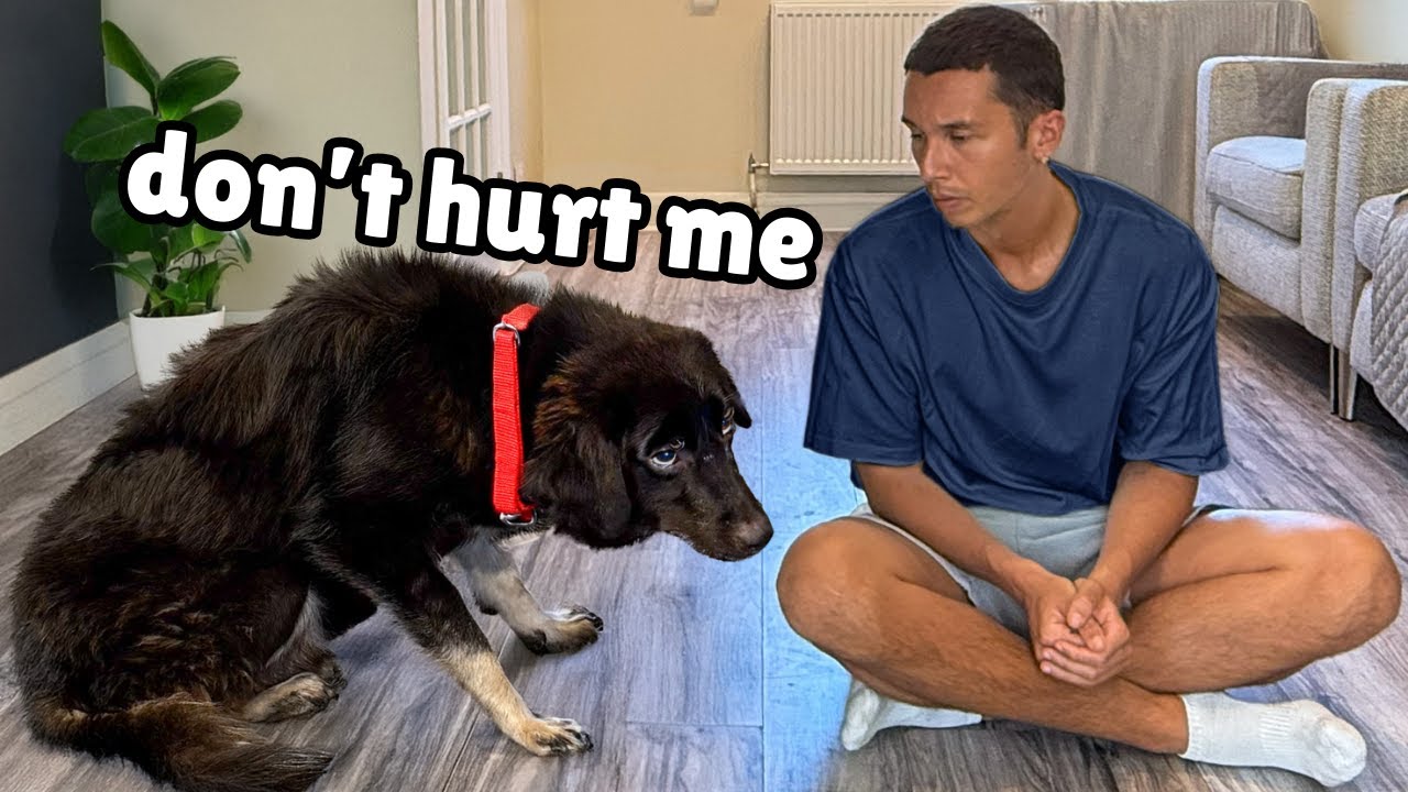 The Most Broken Dog We’ve Ever Rescued… Until Now