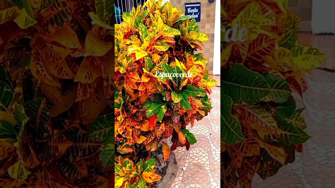 7 tipos da #planta #cr&oacute;ton #shorts #folhagens de f&aacute;cil cultivo #flores sem valor ornamental #jardim