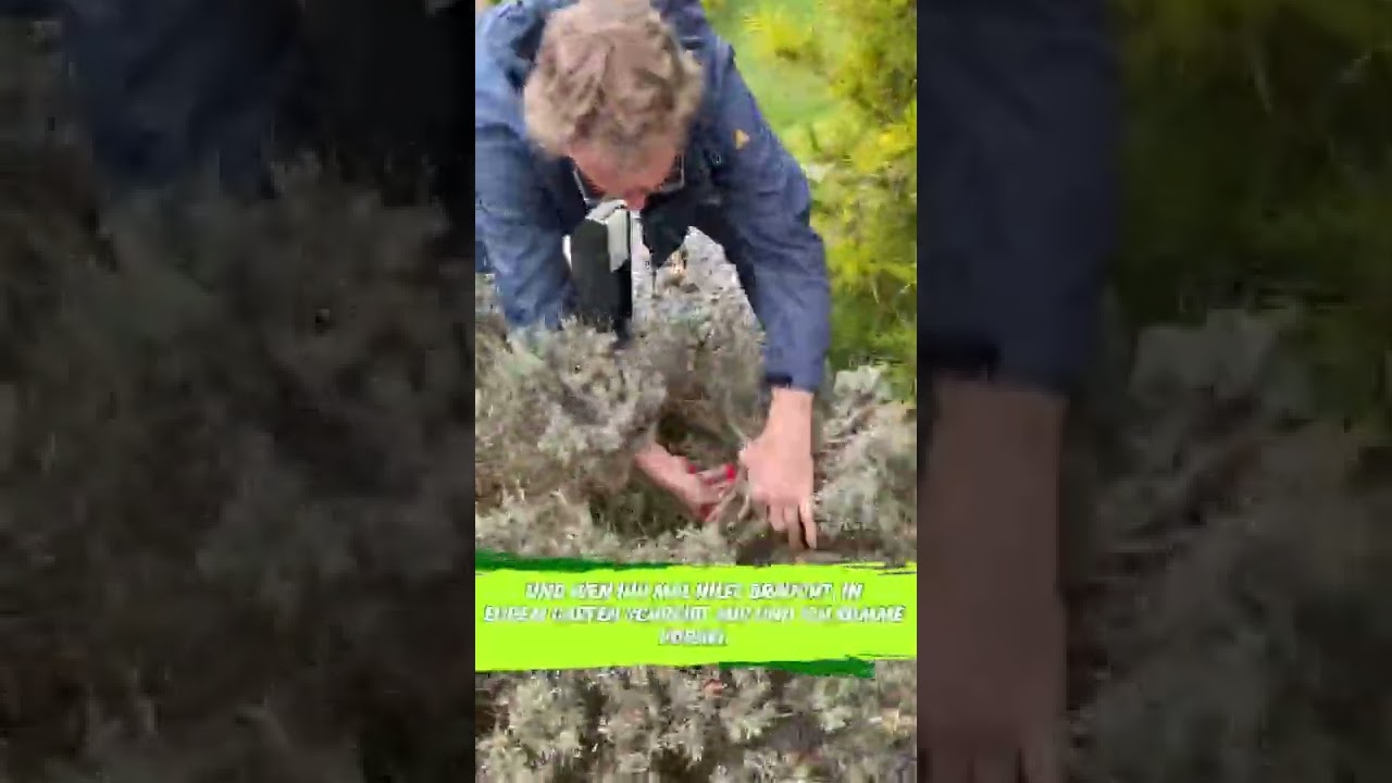 Verholzten Lavendel schneiden, aber wie?