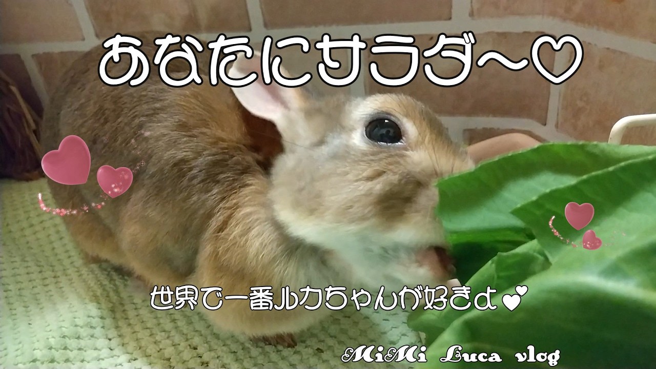 あなたにサラダ♡ 🐇💕世界で一番ルカちゃんが好きよ♡