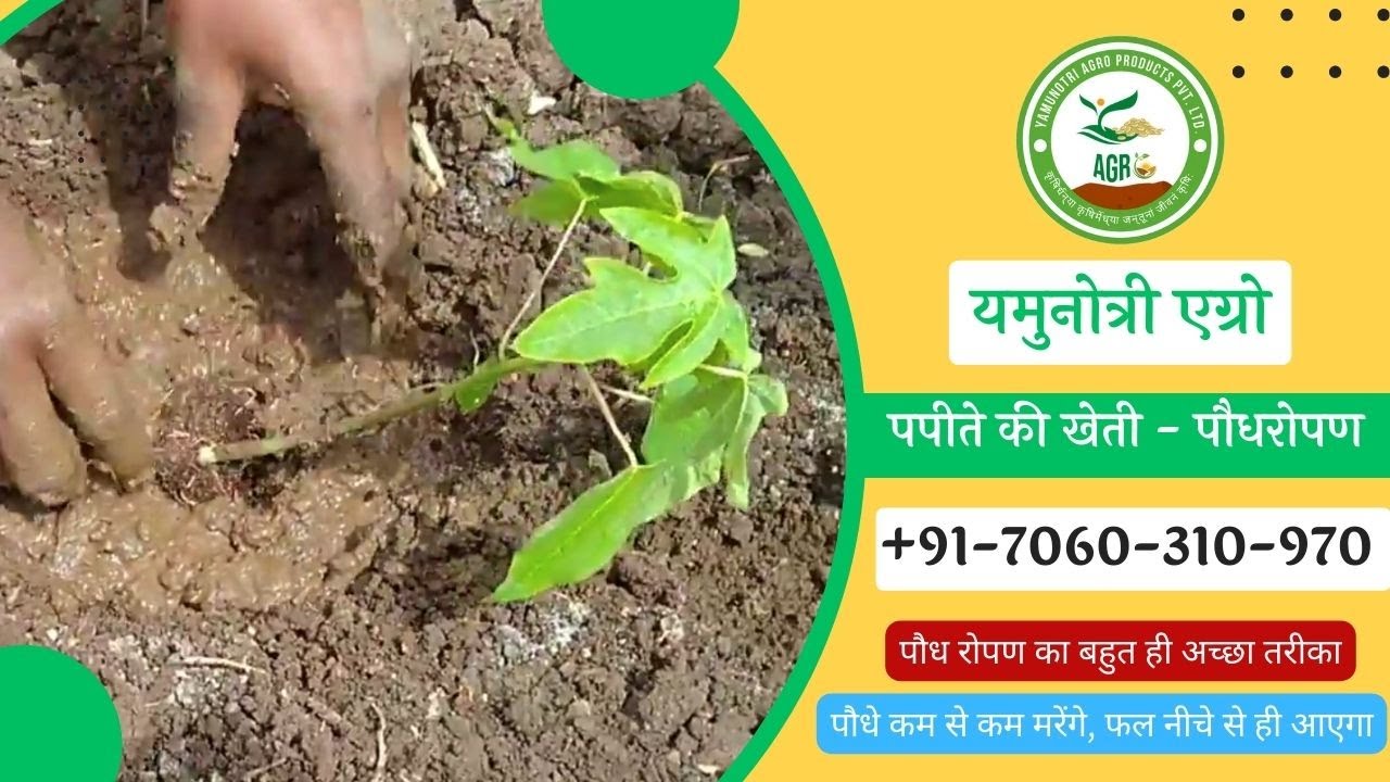 4. पपीते की खेती : पौध रोपण का बहुत ही  अच्छा तरीका, पौधे कम से कम मरेंगे,  फल नीचे से ही आएगा