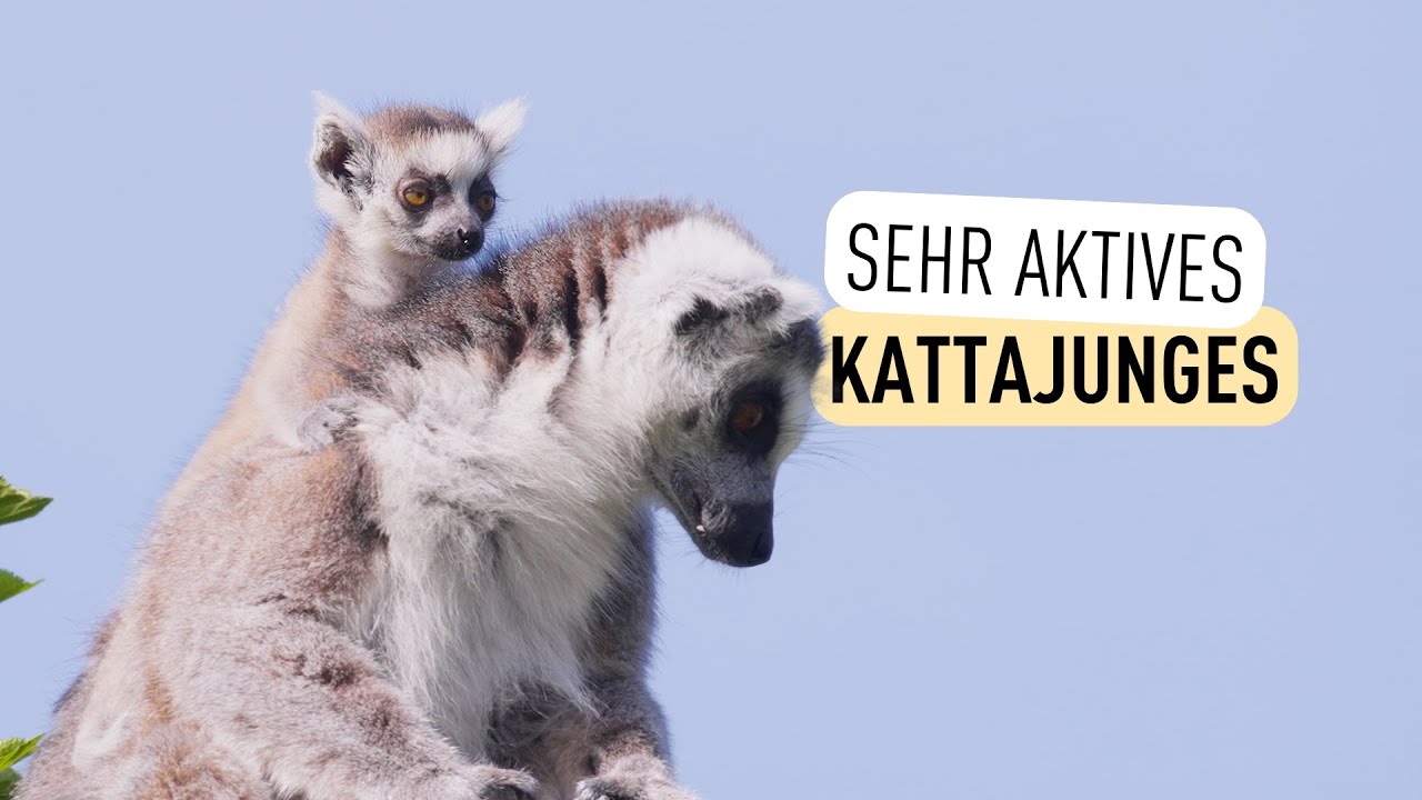 Jungtier bei Lemuren geboren I Tiergarten Schönbrunn