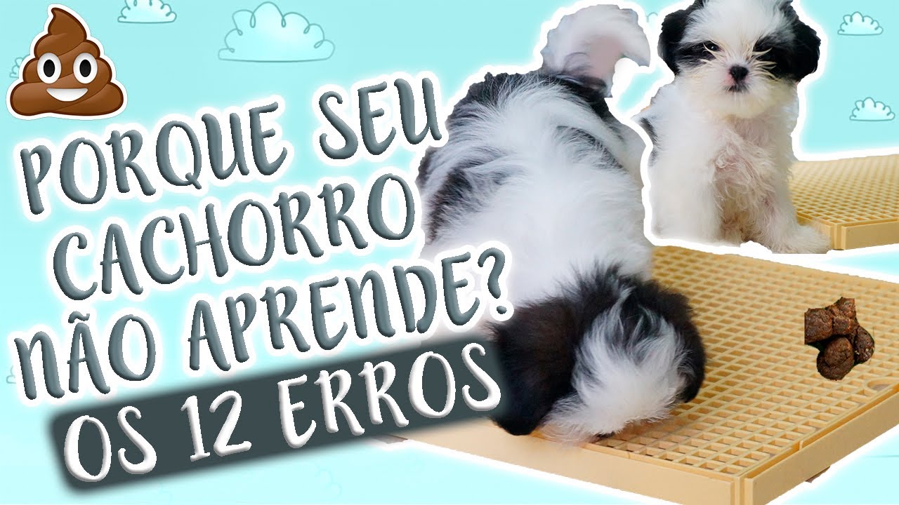 XIXI E COCÔ NO LUGAR ERRADO: 12 ERROS QUE VOCÊ ESTÁ COMETENDO AO ENSINAR O SEU CACHORRO ★ LÓI CÚRCIO