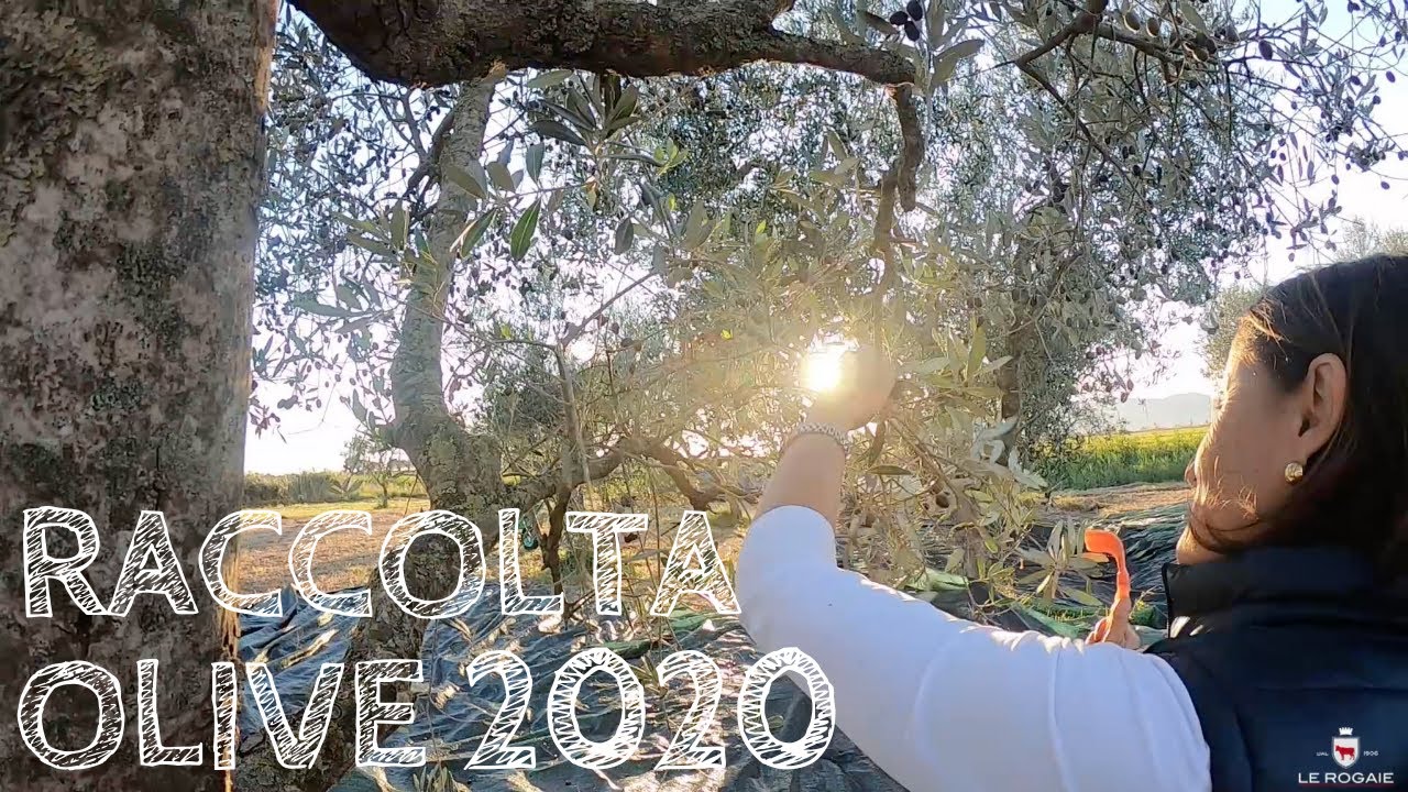 Raccolta olive 2020 - Olive harvest 2020 in Maremma