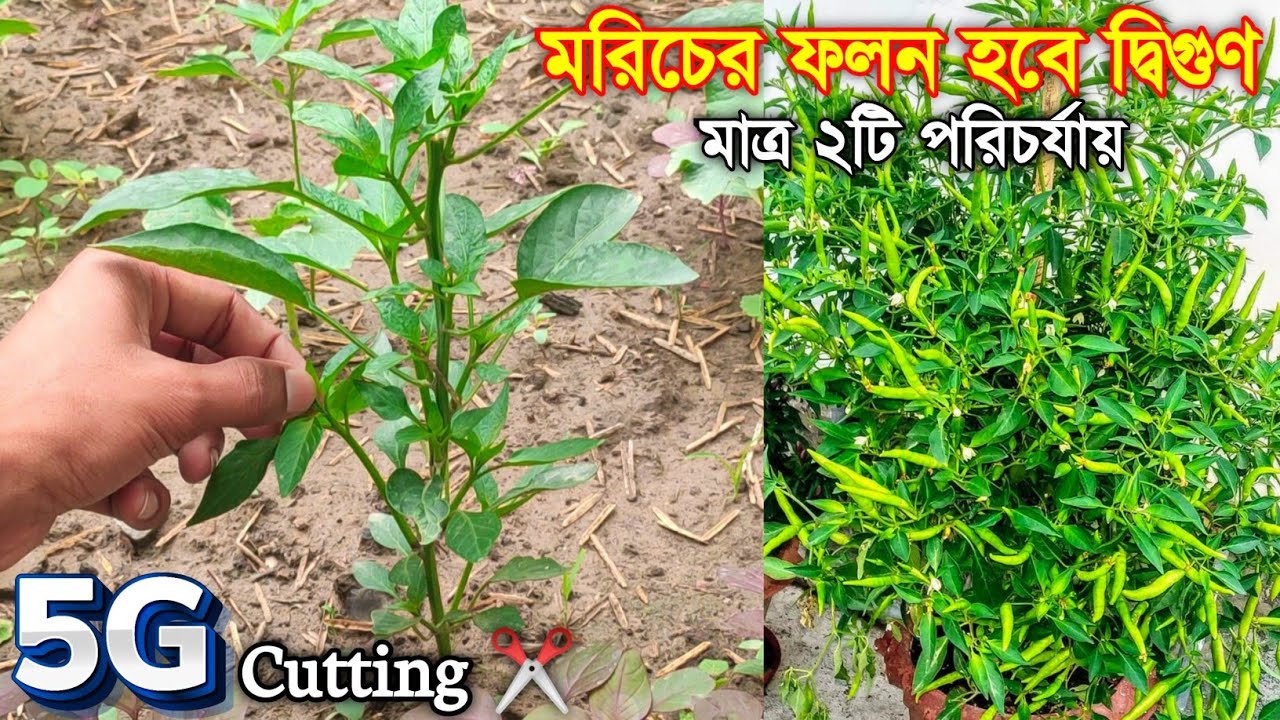 মরিচ চাষ পদ্ধতি | মরিচ গাছের 3g কাটিং - মরিচের ফলন বৃদ্ধির উপায়