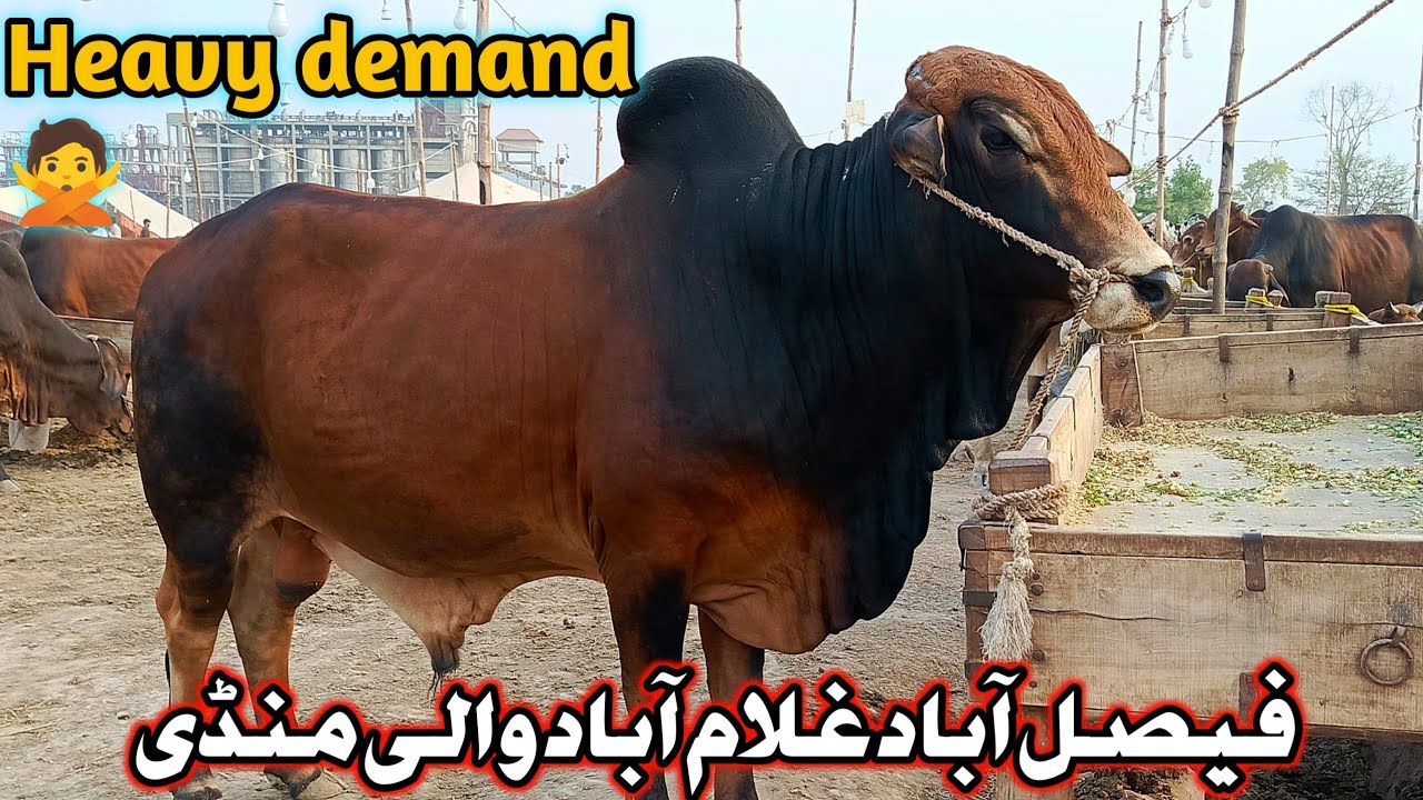 Faisalabad to Chiniot bypass Mandi latest update || cow Mandi 2025