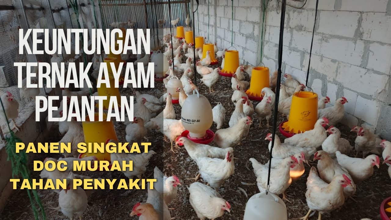 Modal dan Untung Ternak Ayam Pejantan yang Jadi Pesaing Ayam Kampung