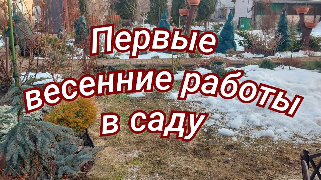 Обрезала гортензии,розы #весенниехлопоты 🌱🪻