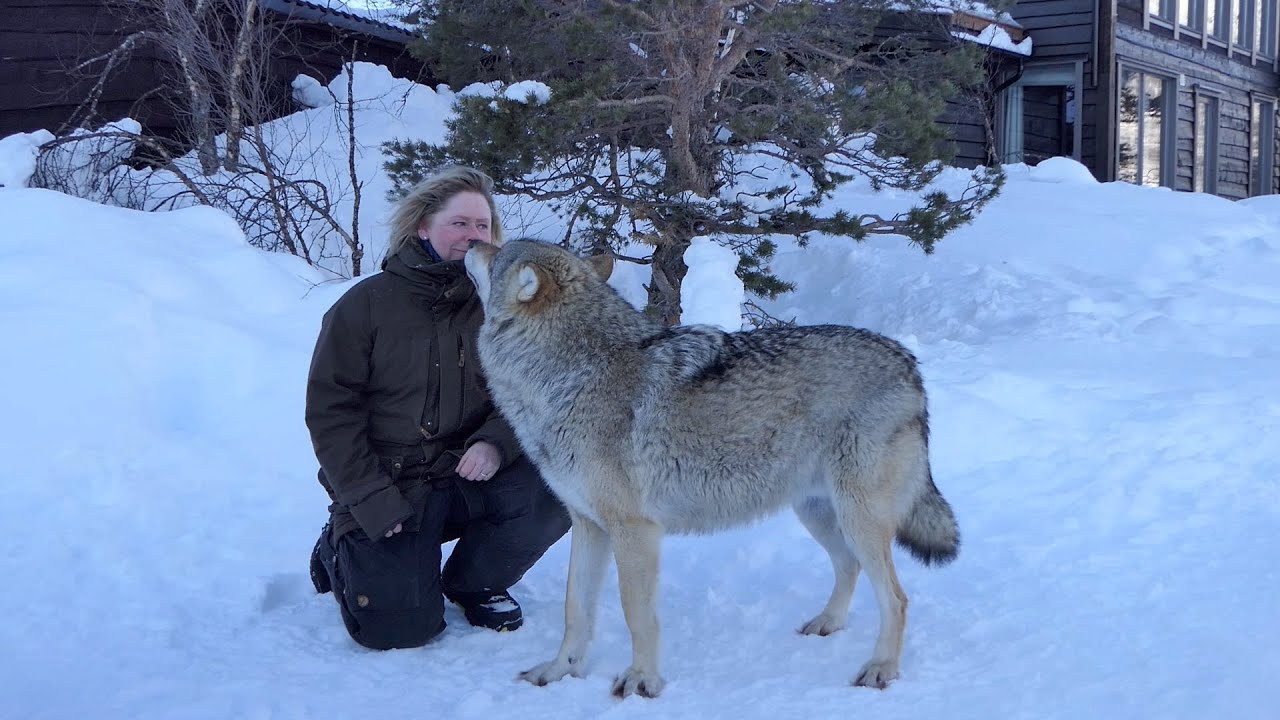 In With the Wolves