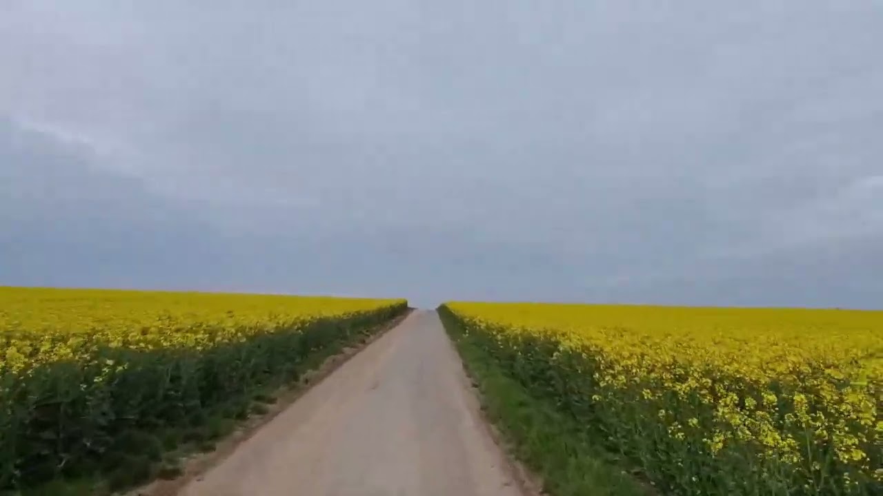 Fields of Gold