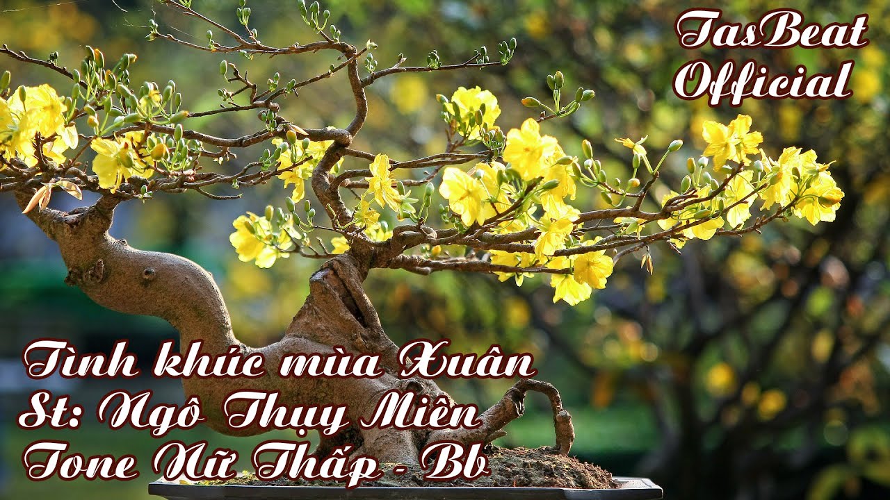 Karaoke Tình Khúc Mùa Xuân - Tone Nữ Thấp | TAS BEAT