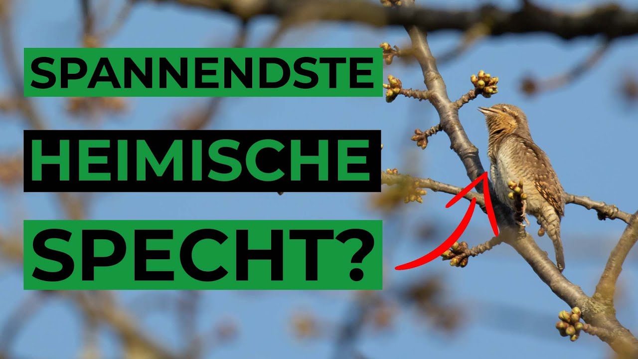 Der Wendehals - ein besonderer Specht