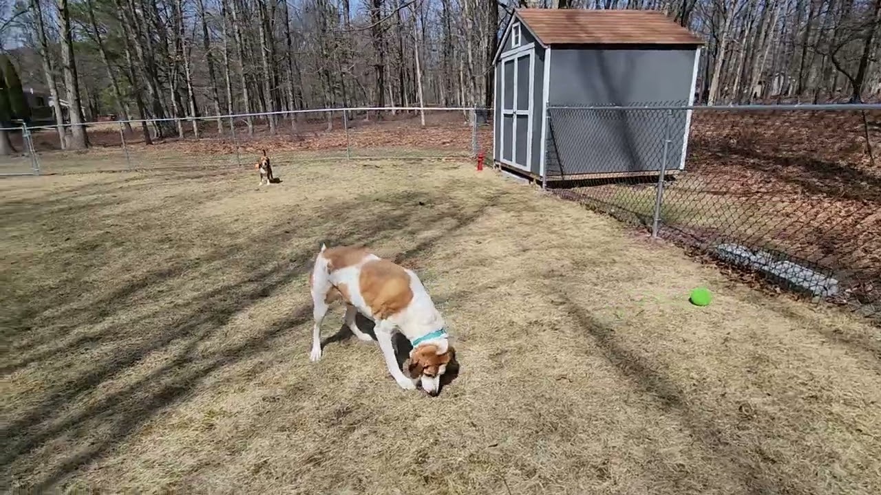 Cadbury and Ollie playing in the sun.