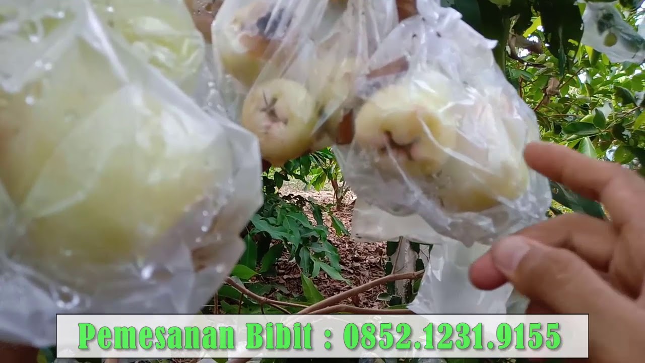 PANEN JAMBU MADU DELI HIJAU (MDH) - POHON DIANAM DI TANAH (GROUNDING)