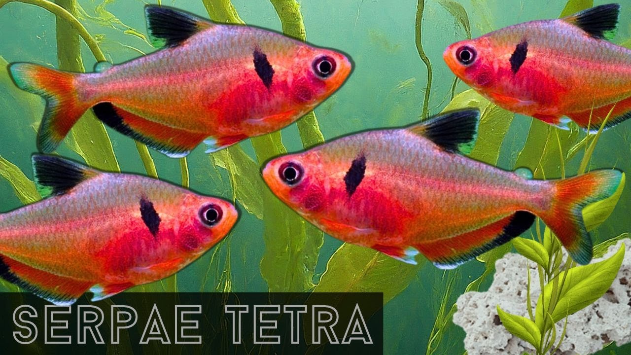 Виды Serpae Tetra в центре внимания | Исследуйте их естественную среду обитания
