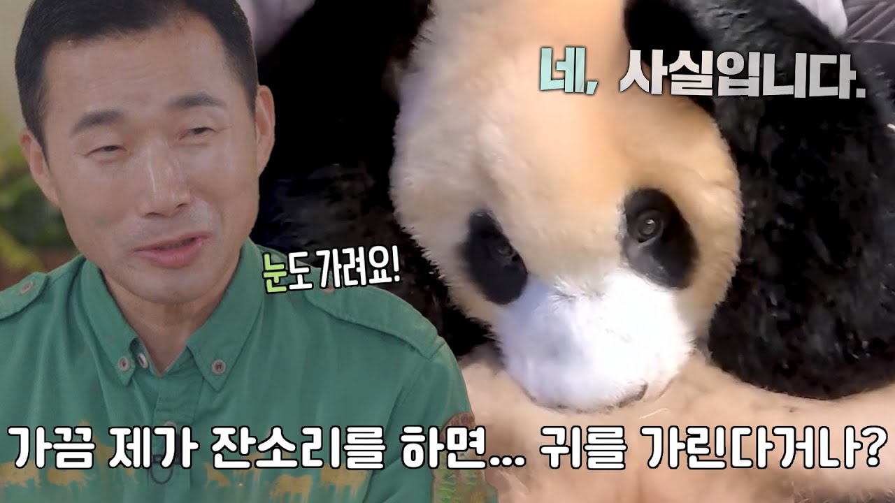 강철원 사육사, 푸바오가 사람 같다고 느껴지는 순간! #푸바오와할부지 #SBSstory