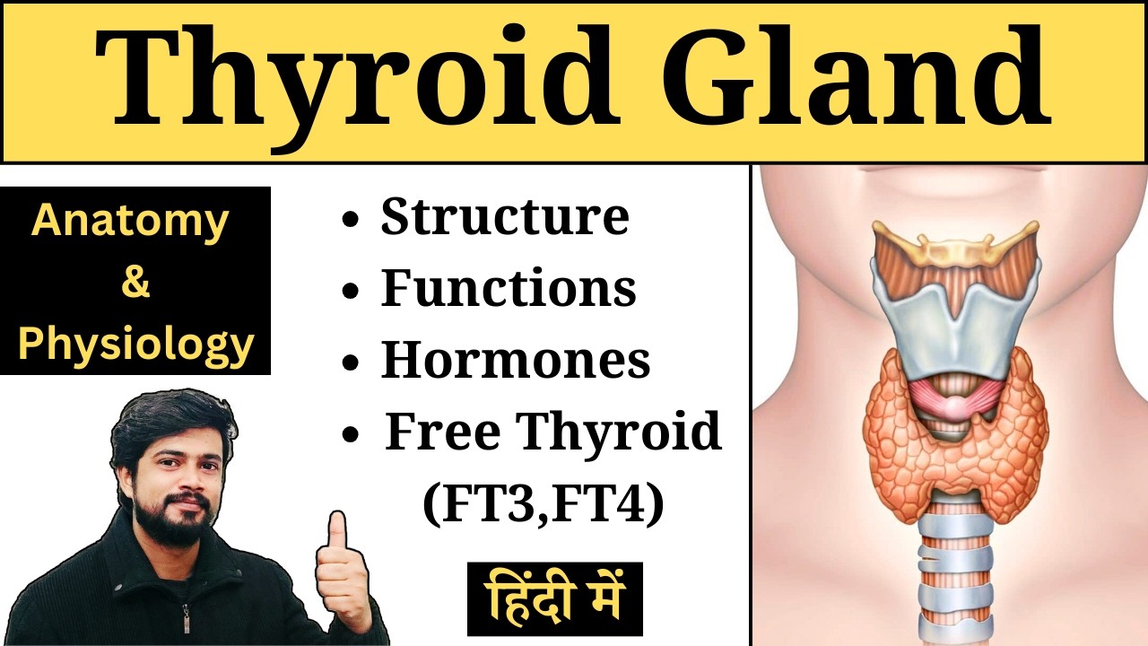 Thyroid Gland Anatomy and Physiology in Hindi || Hormones || Structure & Functions || Free Thyroid