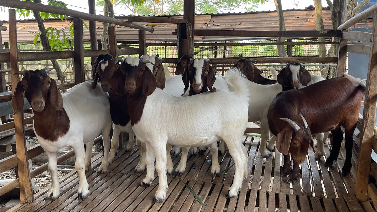 Chiều nay cho mấy em dê boer cái  ăn cỏ xã nhiều dinh dưỡng (7/2/2026)