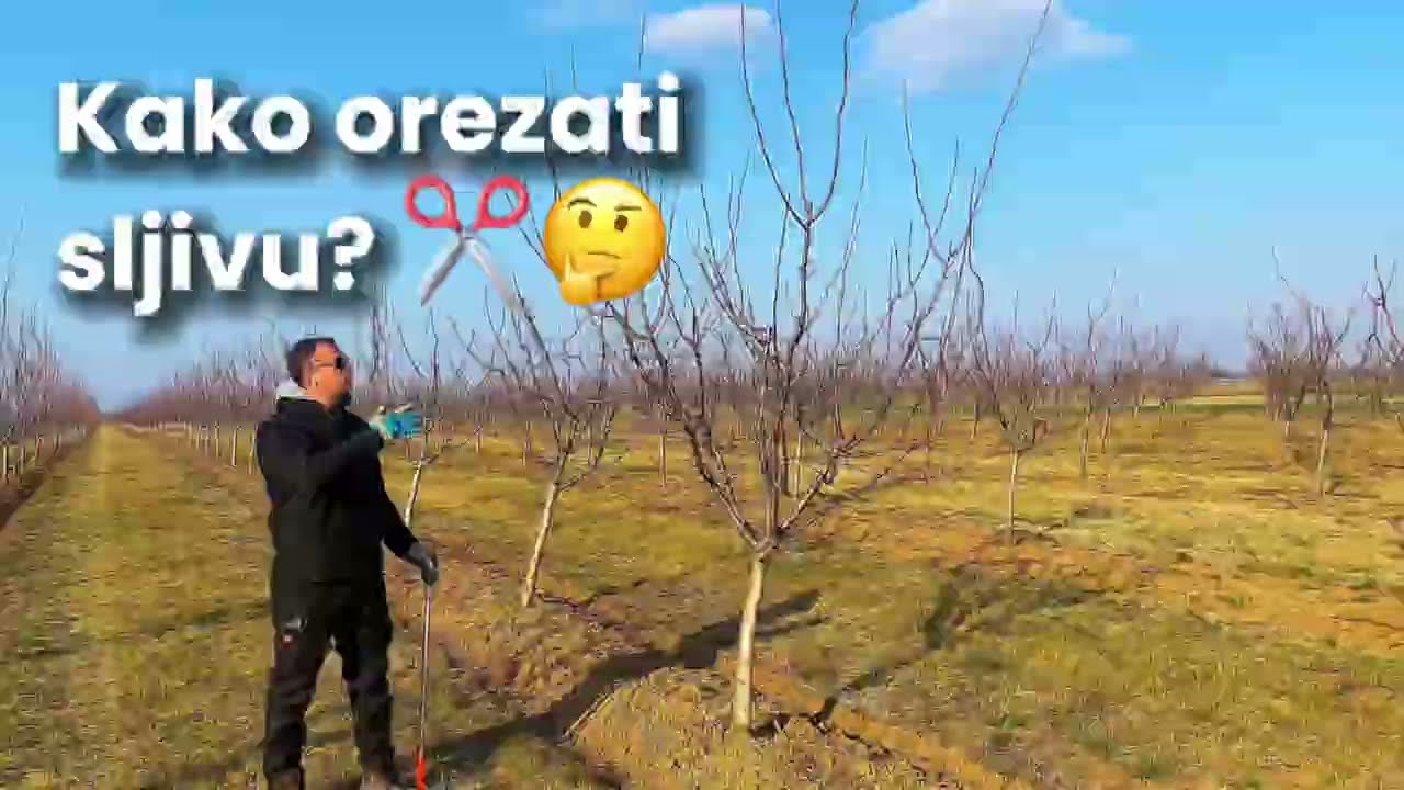 Kako Orezati Sljivu?