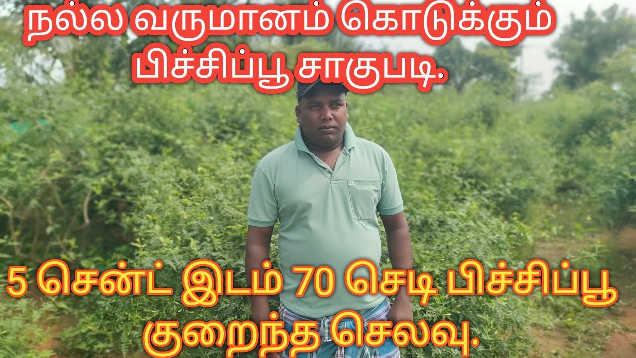 5 சென்ட் நிலம் போதும் லட்சங்களில் வருமானம். பிச்சிப்பூ விவசாயம்#jasmine cultivation 💢 