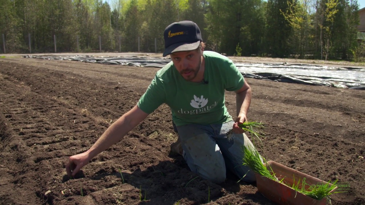 How To Transplant Leeks
