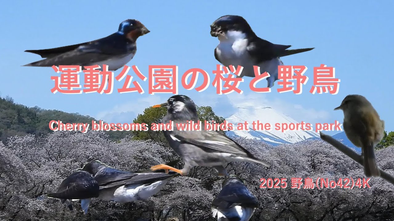 2025 野鳥 (No43)4K運動公園の桜と野鳥Cherry blossoms and wild birds at the sports park#野鳥#風景